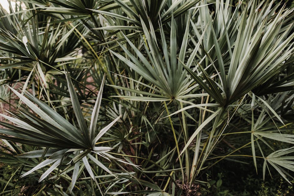 Detailed view of green tropical palmetto leaves creating a lush, natural pattern.