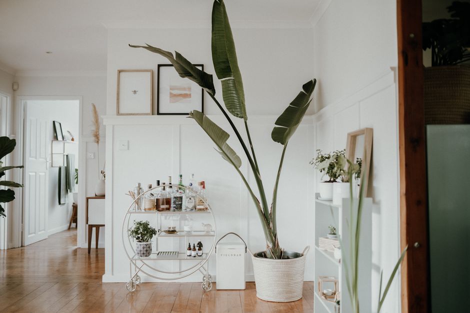 Cozy minimalist room featuring a stylish bar cart and lush plant for added elegance.