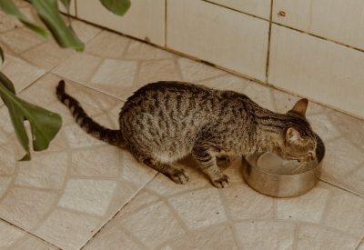 Stainless Steel Cat Litter Boxes: Do They Actually Beat Plastic?