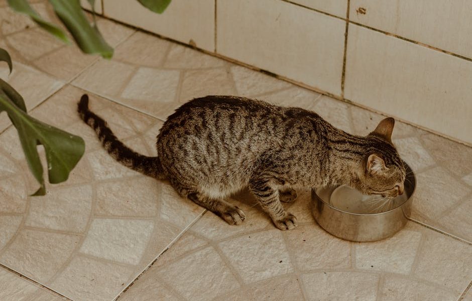 Stainless Steel Cat Litter Boxes: Do They Actually Beat Plastic?