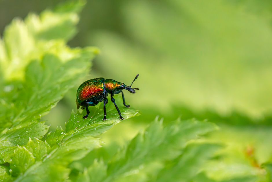A vibrant beetle with iridescent colors resting on a dew-covered leaf, showcasing nature's beauty.