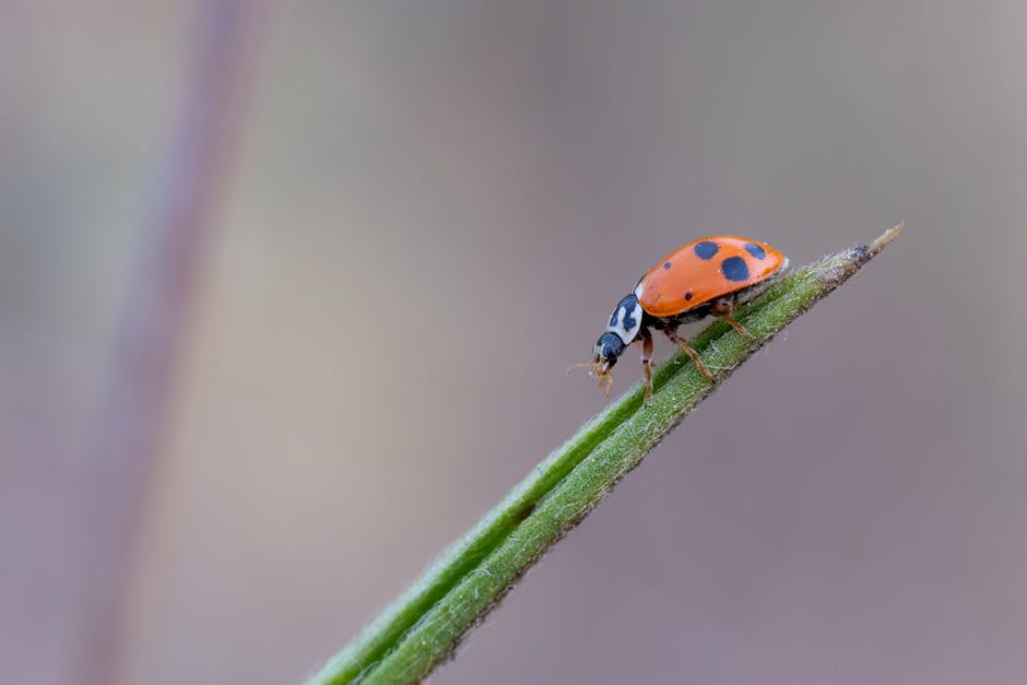 Macro shot of a ladybug perched on a green stem, showcasing nature's detail.