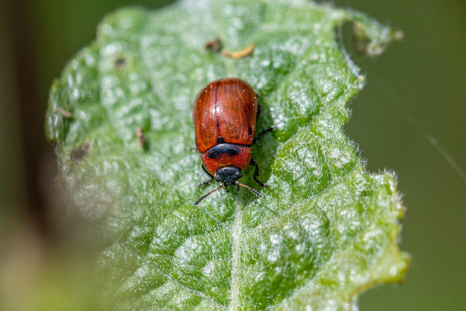 Detailed macro image of a Gonioctena viminalis leaf beetle on green foliage.