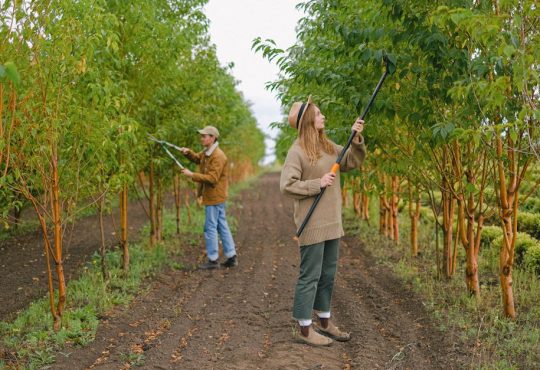 VEVOR Electric Bud Leaf Trimmer vs Manual Hand Pruning: Which Harvesting Method Scales Better in 2026?
