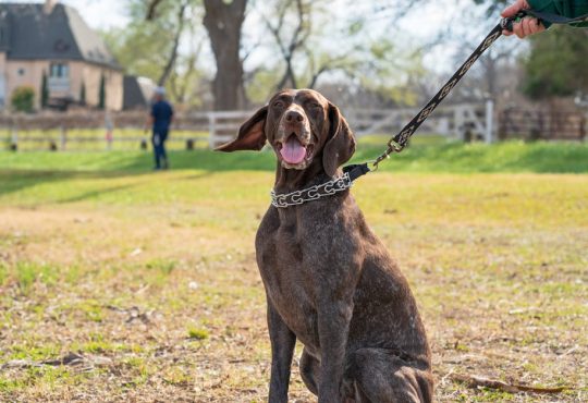N Smart Dog Training Collars That Actually Improve Behavior in 2026