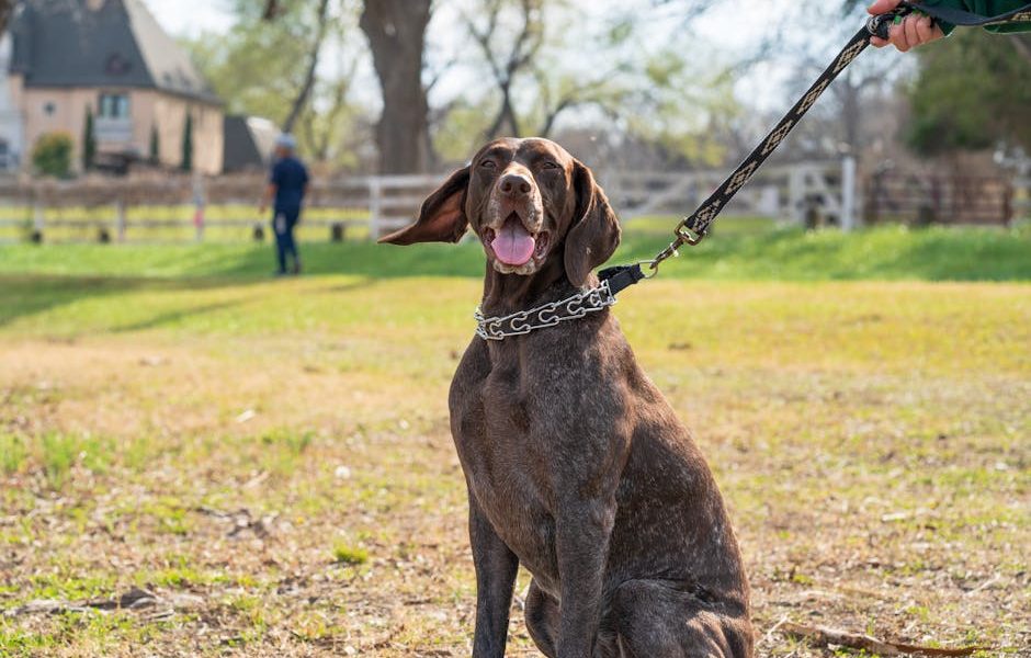 N Smart Dog Training Collars That Actually Improve Behavior in 2026