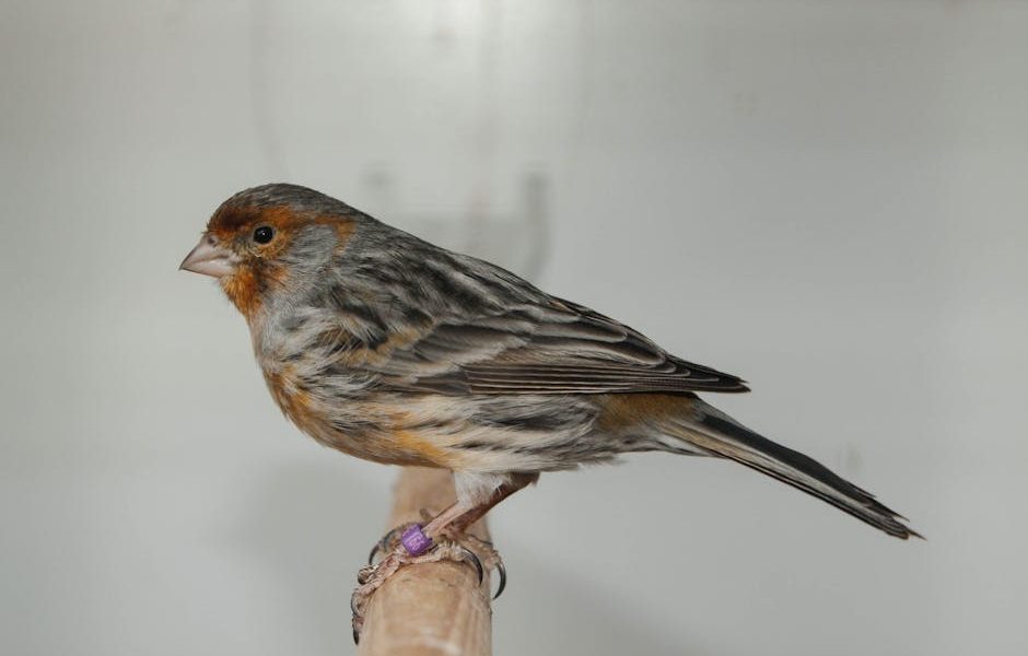 Soocas NEOS II Refresh Set vs. NEOS II: Which Electric Toothbrush & Water Flosser Combo Reigns Supreme?