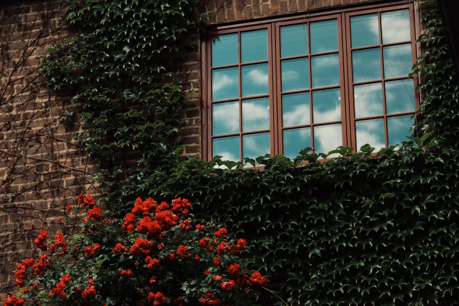 Ivy-covered brick wall with red flowers and a window reflecting a blue sky in Jönköping, Sweden.